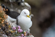 Understanding the impact of Climate Change on Sea Bird Populations