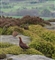 Grouse above the crag